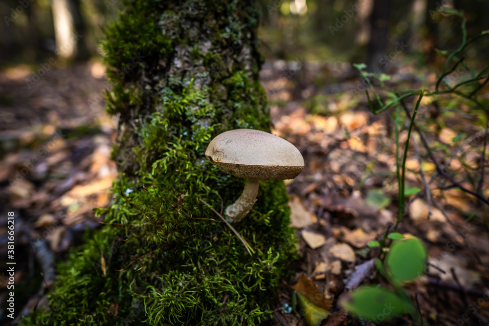 Fototapeta premium The edible boletus mushroom grew directly in the moss at the base of the tree trunk.