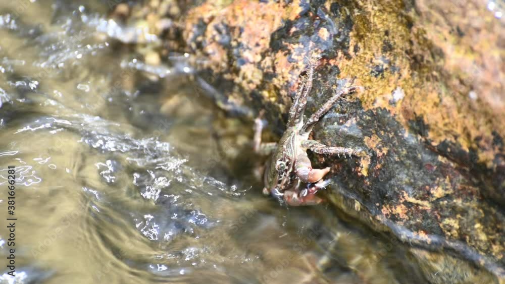 a crab on a rocky seashore is washed by a transparent wave a crab on a rocky seashore is washed by a transparent wave