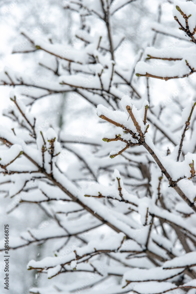 close-up of  branches under the snow in the park during a snowfall.