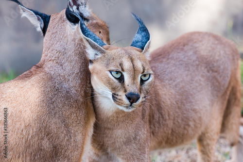 Beautiful wild Caracals in the zoo photo