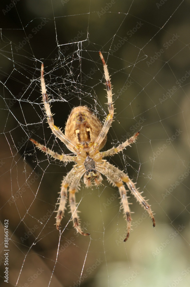 Araignée sur sa toile en gros plan Araignée sur sa toile en gros plan