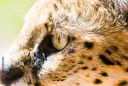 Photography Closeup shot of a wild cat on the tree