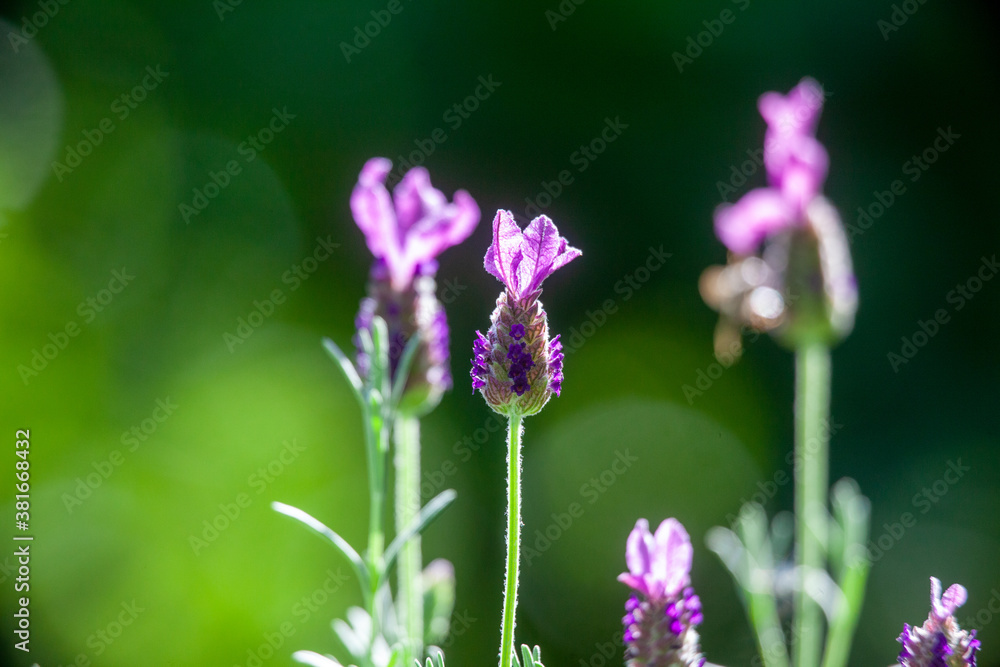 Lavender Flower on Blurred Background Lavender Flower on Blurred Background
