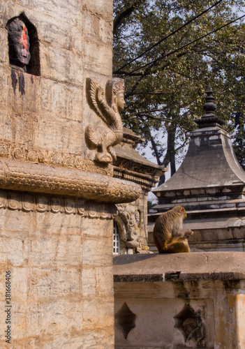 Pashupatinath Temple of Nepal, Hindi, Monkey