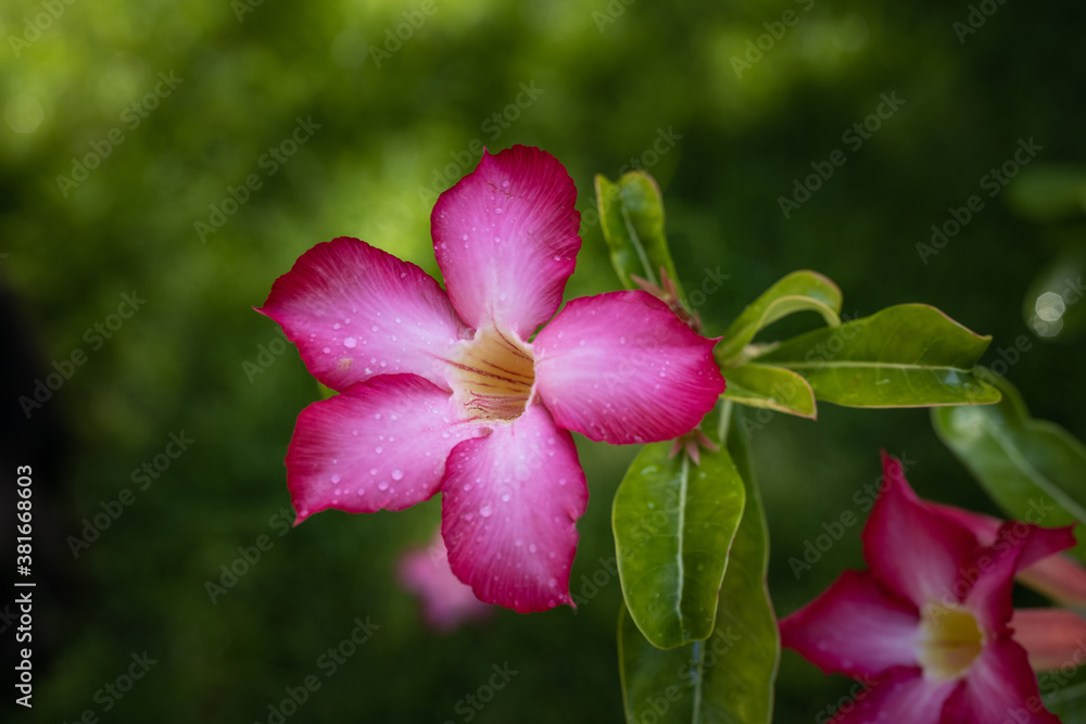 Close up of Adenium obesum. Blooming pink desert rose. Japanese frangipani flower. Flowers blossom. Nature background. Bali, Indonesia Close up of Adenium obesum. Blooming pink desert rose. Japanese frangipani flower. Flowers blossom. Nature background. Bali, Indonesia