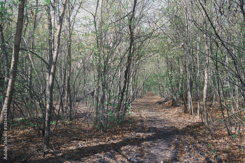 Obraz premium Pathway amidst Trees In Forest