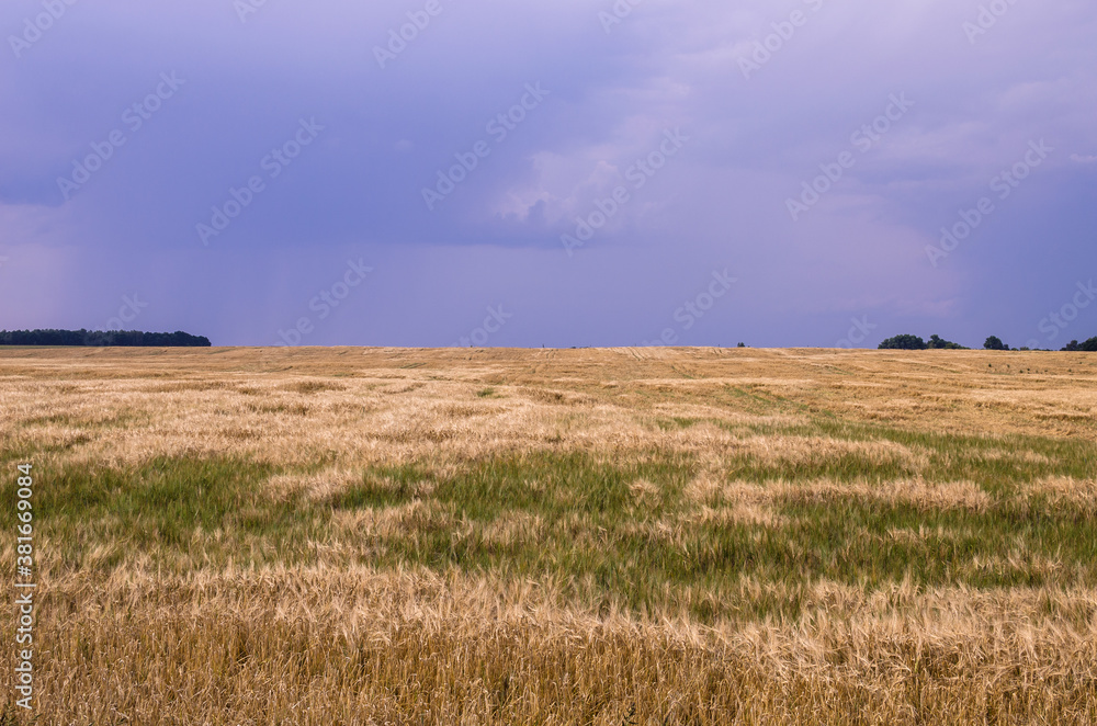 Oat field against the backdrop of thunderclouds of illuminated suns. copy space