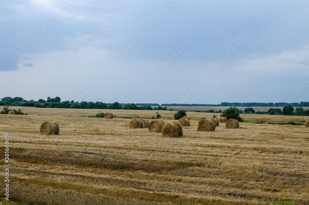 Yellow golden bales of wheat hay straw on stubble with cloudy sky in the background