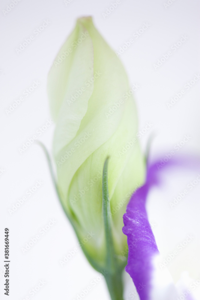 Obraz premium トルコキキョウ