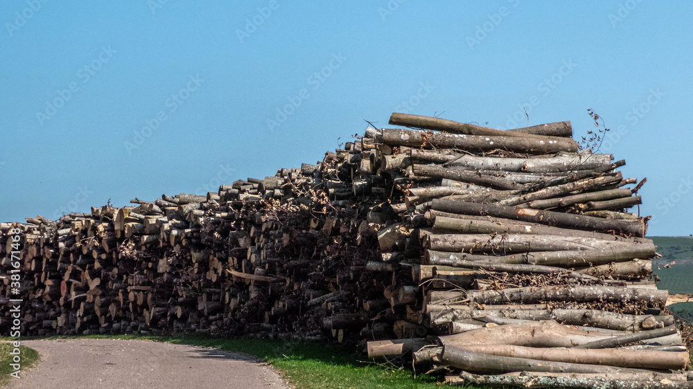 log trunks pile stacked neatly, logging timber wood industry log trunks pile stacked neatly, logging timber wood industry