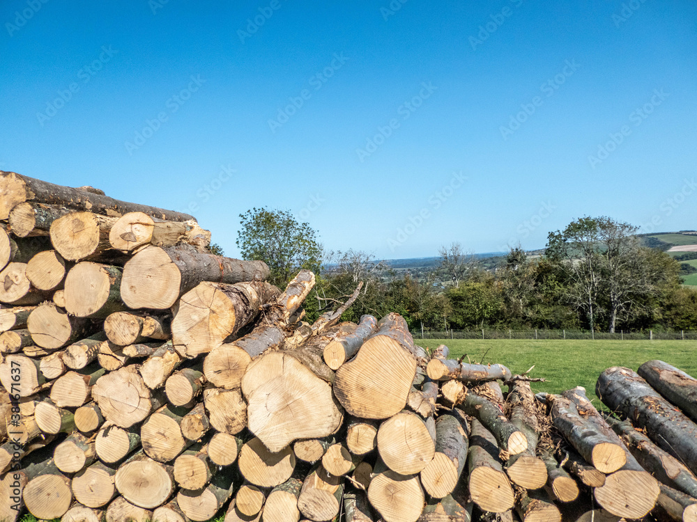 log trunks pile stacked neatly, logging timber wood industry