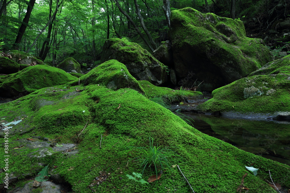 苔むす岩のある風景 日本の夏 宮川渓谷 7月 苔むす岩のある風景 日本の夏 宮川渓谷 7月