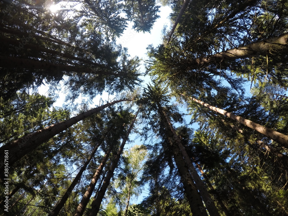 Fototapeta premium Deep in the forest