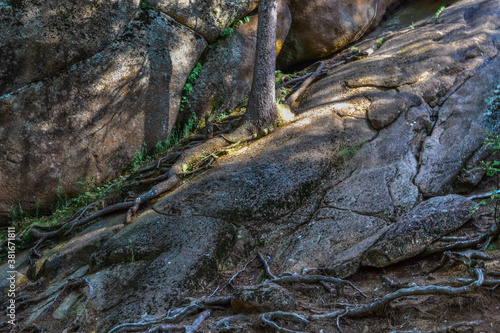 Tree trunk with curved roots grows on stone rocks covered with moss in light of sun with shadows. Cliff in nature park