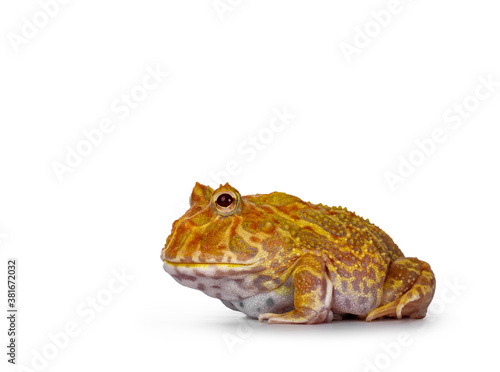 Side view of young adult male albino American horned or Pacman frog. Isolated on white background.