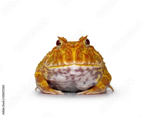 front view of young adult male albino American horned or Pacman frog showing both eyes. Isolated on white background. photo