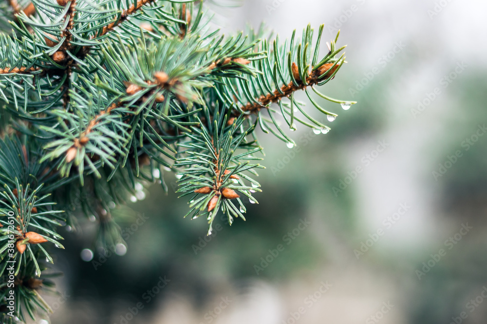 green branch of Christmas tree, New Year background with copy space for text. green branch of Christmas tree, New Year background with copy space for text.