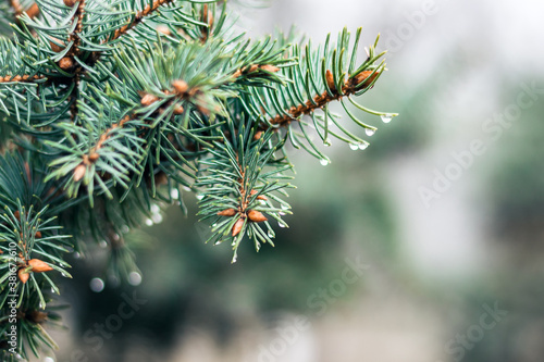 green branch of Christmas tree, New Year background with copy space for text.