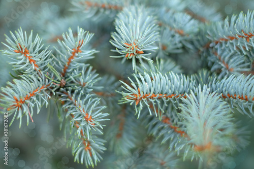 Natural background of Christmas tree branches soft focus bokeh