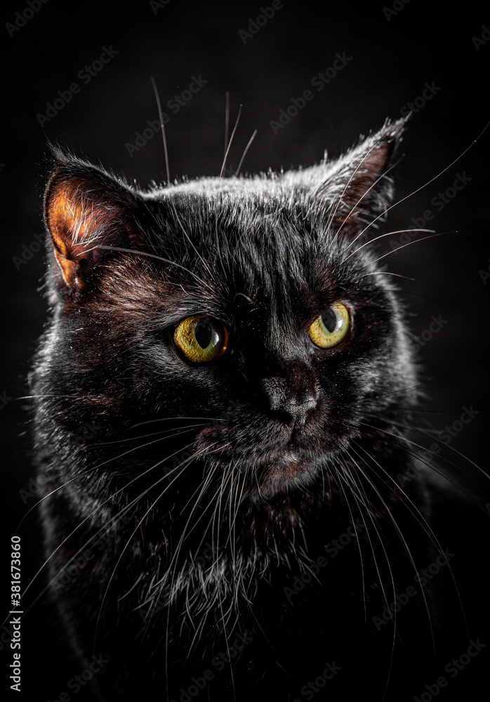 Portrait of a black cat in studio on black wall background