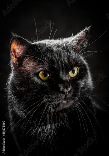 Fototapeta Naklejka Na Ścianę i Meble -  Portrait of a black cat in studio on black wall background
