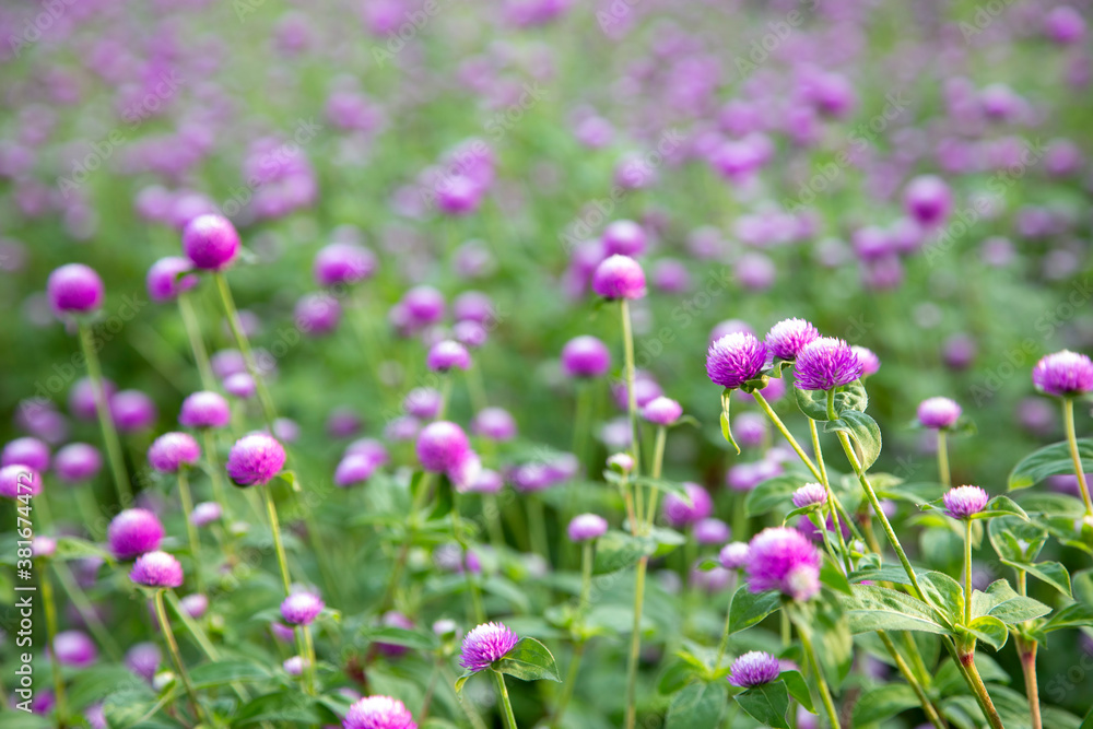 Closeup purple flowers (Gomphrena globosa)