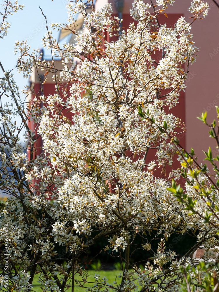 Foto de Amelanchier lamarckii KupferFelsenbirne oder Korinthenbaum