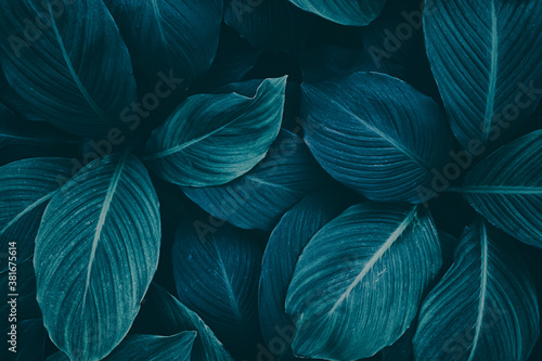 tropical leaf, dark foliage in rainforest, nature background, toned process