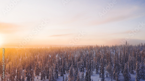 Aerial view from drone of snowy pines of endless coniferous forest trees in Lapland National park, bird’s eye top view of natural landmark in Riisitunturi on winter season hidden in fog at sunset