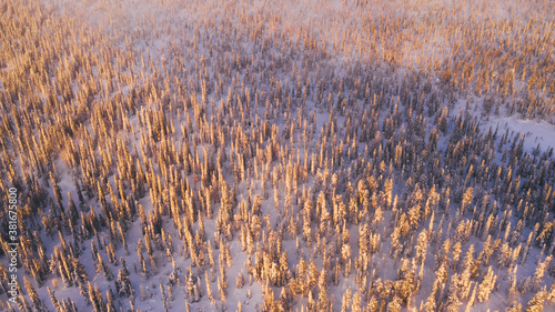 Aerial view from drone of snowy pines of endless coniferous forest trees in Lapland National park, bird’s eye scenery view of natural landmark in Riisitunturi on winter season at sunset golden light