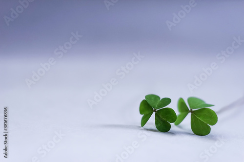 Pair of shamrocks on simple white and blue background.   Template for design. Empty space for text. © Barbora