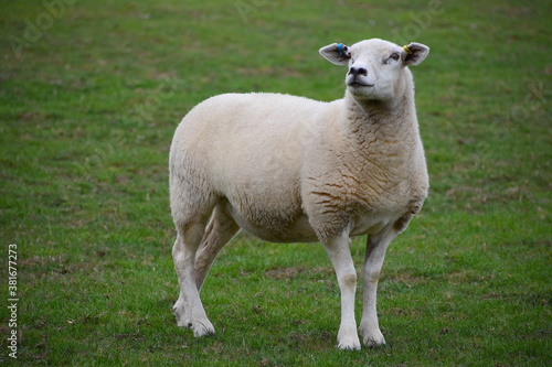 Lleyn sheep are distinctive and feminine warm white colour with long well arched ribs. Head has wide forehead bright lively eyes and black nose The dense high quality good length wool contains no kemp
