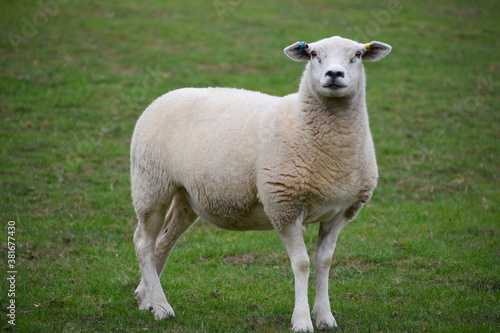 Lleyn sheep are a breed from Llyn peninsula in Gwynedd Wales. They are suited to both upland and lowland grazing quiet in nature high in milk with excellent white wool. They are raised mainly for meat
