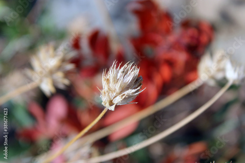 Fiore secco spinoso bianco photo