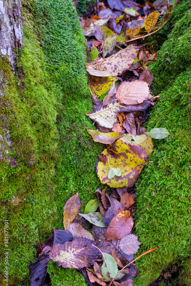 Fallen autumn leaves lying in a crevice with green moss Fallen autumn leaves lying in a crevice with green moss