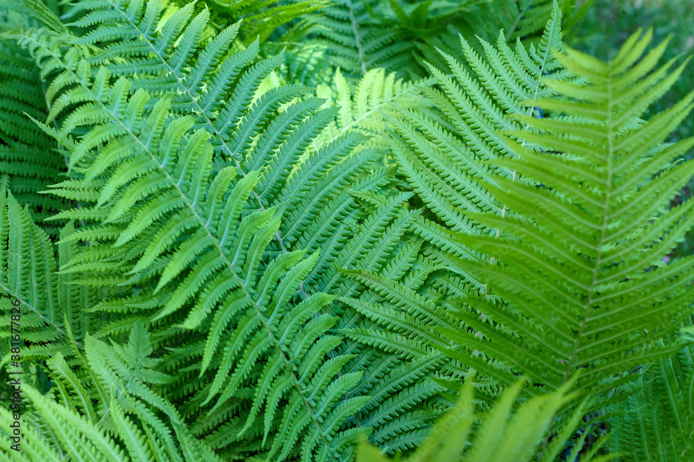 Fern leaf texture. Botanical foliage background. Natural green flora environment. Beautiful and fresh tropical jungle branch pattern. Summer park plant bush