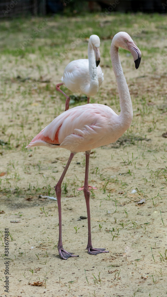 Beautiful exotic flamingo portrait. Caribbean or african pink bird closeup in zoo. Long neck and leg, funny head birds family. Avian flock collage. Tropical enimal funny photography Beautiful exotic flamingo portrait. Caribbean or african pink bird closeup in zoo. Long neck and leg, funny head birds family. Avian flock collage. Tropical enimal funny photography