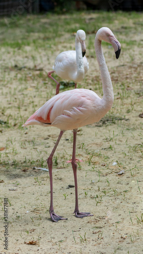 Beautiful exotic flamingo portrait. Caribbean or african pink bird closeup in zoo. Long neck and leg, funny head birds family. Avian flock collage. Tropical enimal funny photography