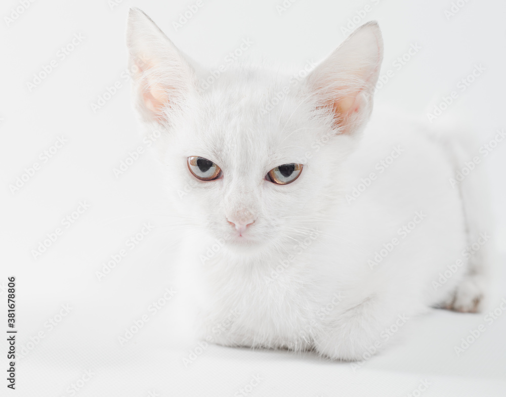 white little kitten on a light background white little kitten on a light background
