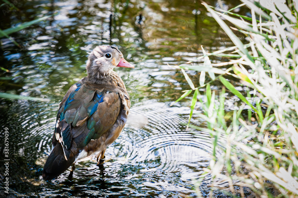 Fototapeta premium Canard aux plumes colorées sur le bord d'un étang