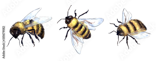 bee on white background © elena