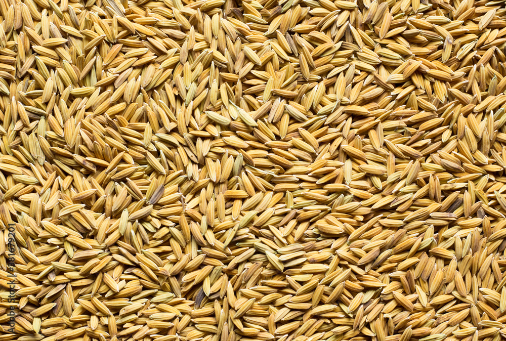 background of rice background of rice