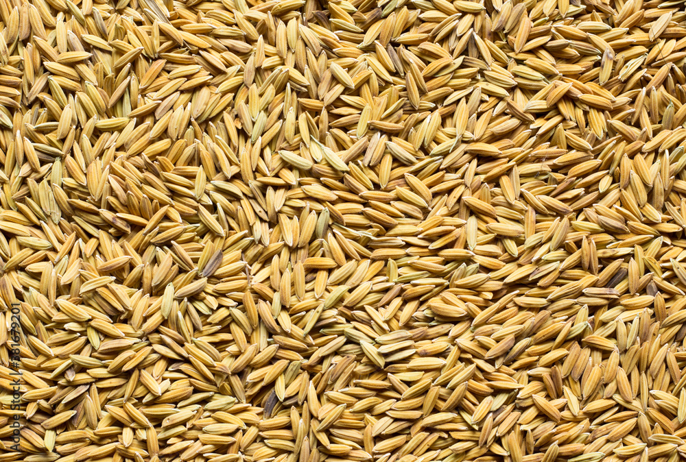 background of rice