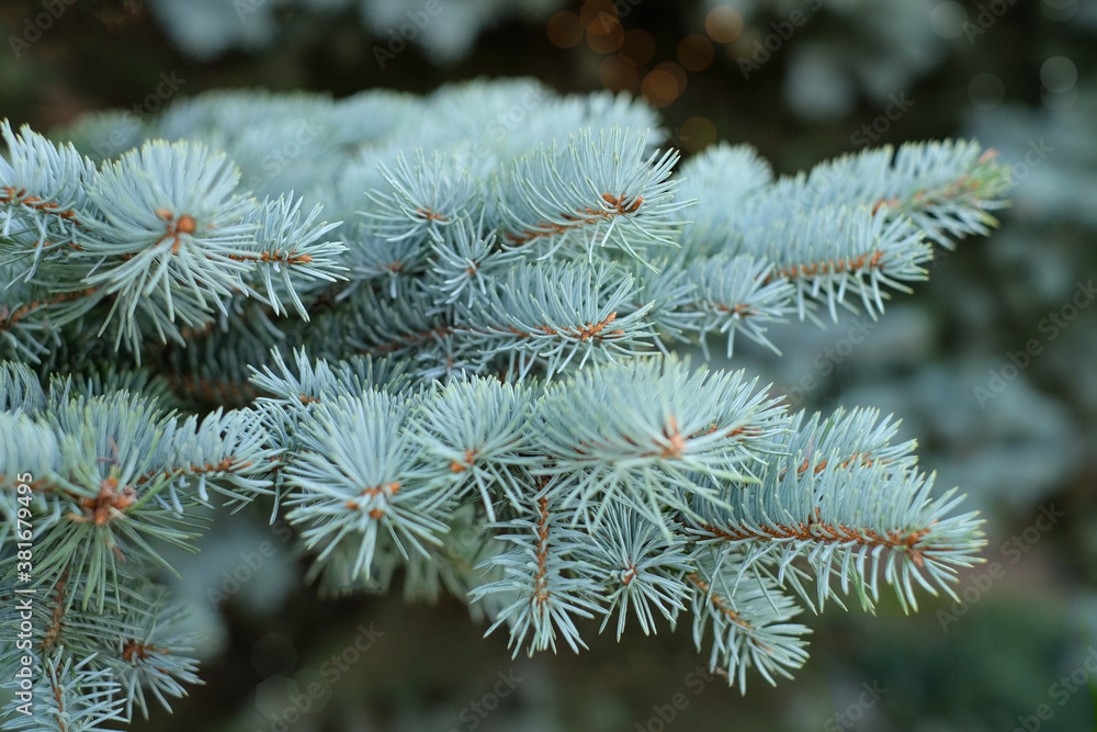 Fir branches in the forest soft focus bokeh background