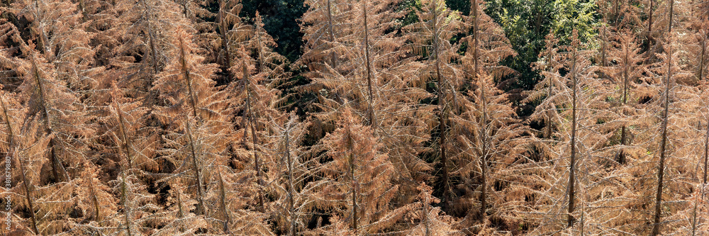 Panorama of the dead dry forest in Germany. Bark beetle calamity. Environmental disaster Panorama of the dead dry forest in Germany. Bark beetle calamity. Environmental disaster