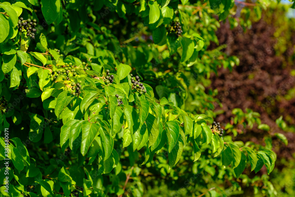 Ein Zweig mit hellgrünen Blättern und unreifen Beeren der Gartenpflanze
