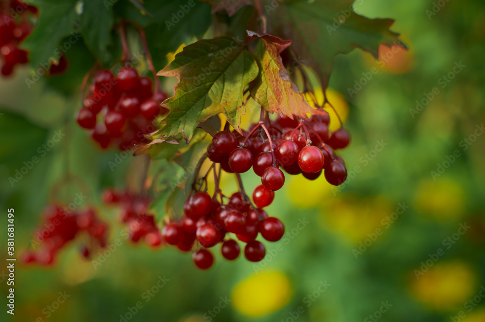 Viburnum berries on branches close-up in autumn Viburnum berries on branches close-up in autumn