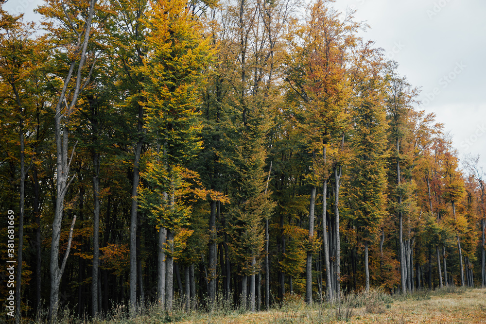 Obraz premium Picturesque autumn landscape with colourful bright forest.