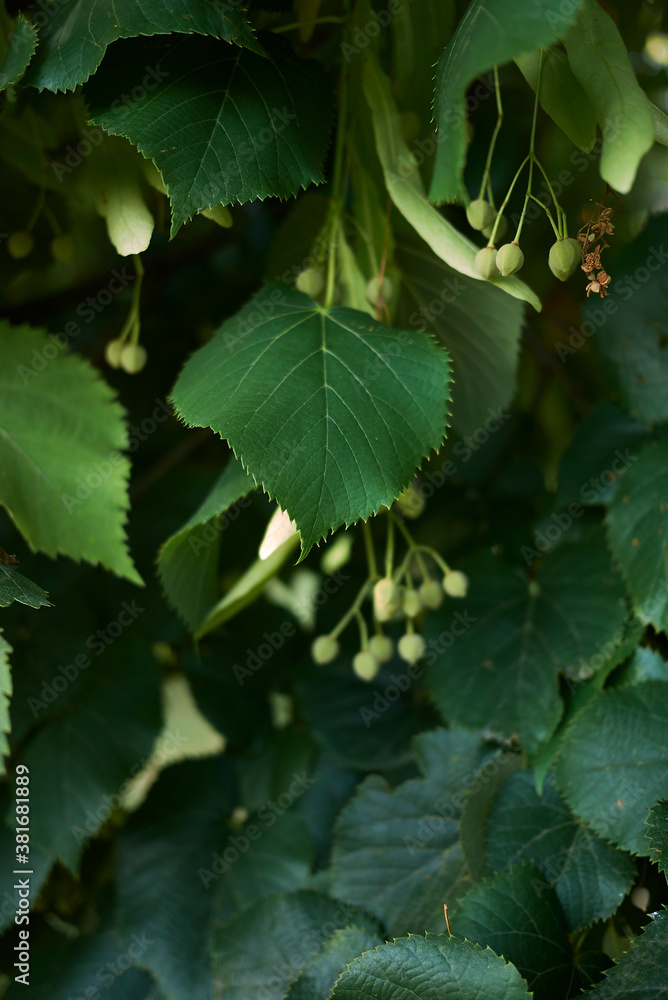 Tilia cordata Tilia cordata