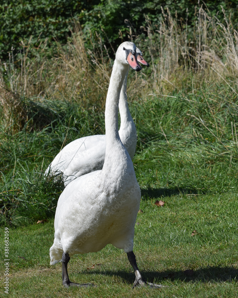 Obraz premium Swan on grass close-up photo